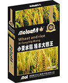 小麦水稻矮丰大穗王