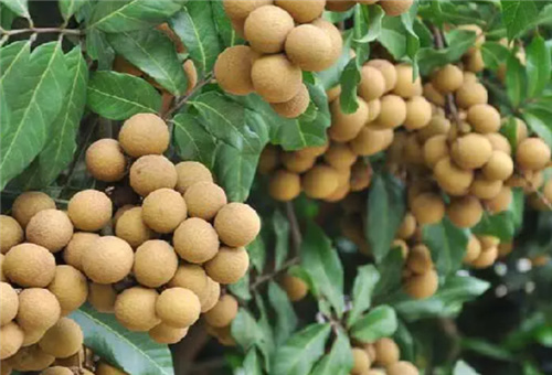 ۶Է
